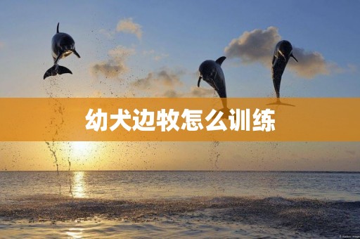 幼犬邊牧怎么訓練