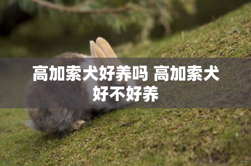 高加索犬好養嗎 高加索犬好不好養