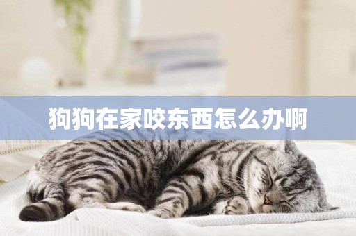 狗狗在家咬東西怎么辦啊