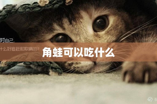 角蛙可以吃什么