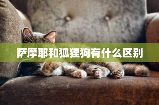 薩摩耶和狐貍狗有什么區別