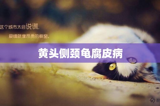 黃頭側頸龜腐皮病