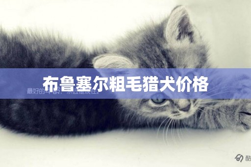 布魯塞爾粗毛獵犬價格