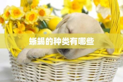 蜥蜴的種類有哪些