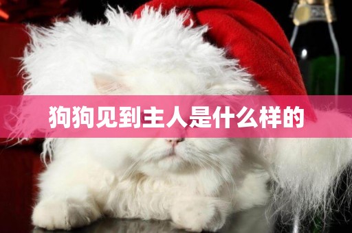 狗狗見到主人是什么樣的