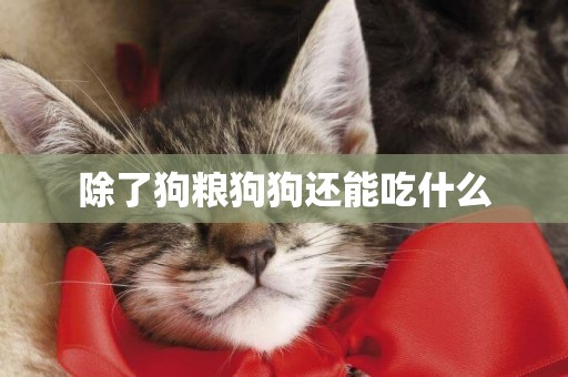 除了狗糧狗狗還能吃什么