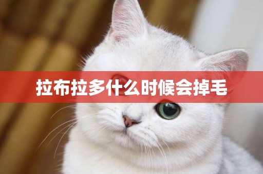 拉布拉多什么時候會掉毛