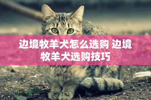 邊境牧羊犬怎么選購 邊境牧羊犬選購技巧