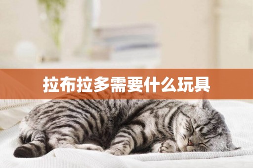 拉布拉多需要什么玩具