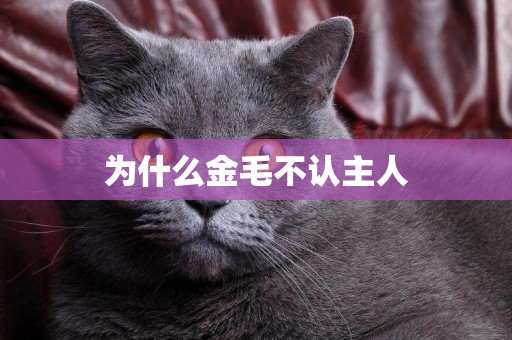為什么金毛不認主人
