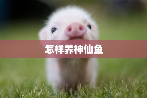 怎樣養神仙魚