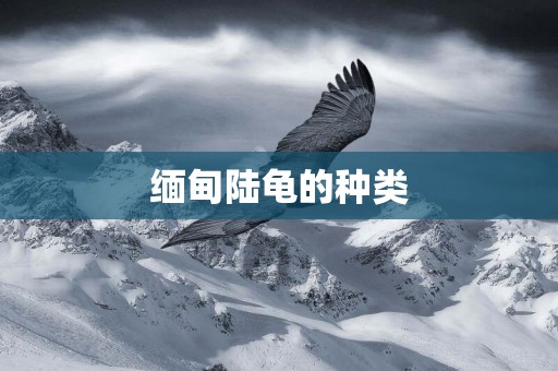 緬甸陸龜的種類