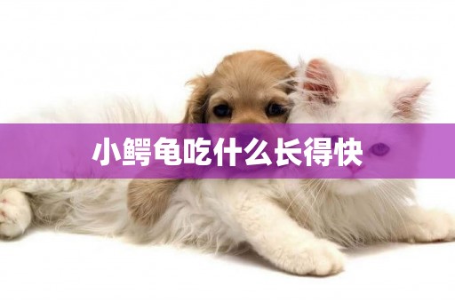 小鱷龜吃什么長得快