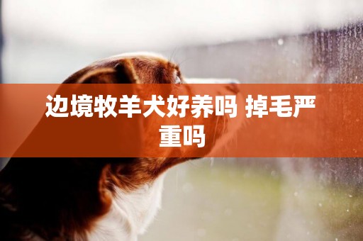邊境牧羊犬好養嗎 掉毛嚴重嗎