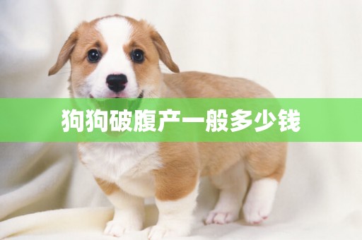 狗狗破腹產一般多少錢