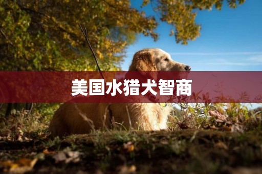 美國水獵犬智商