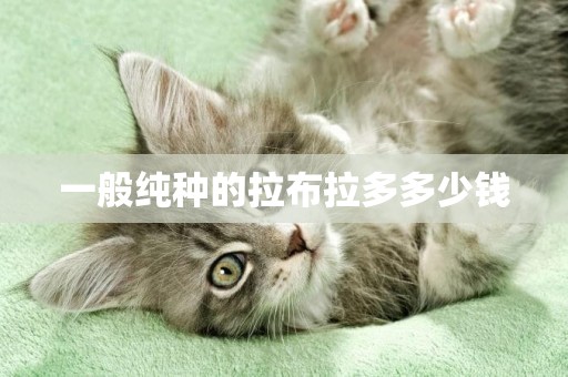 一般純種的拉布拉多多少錢