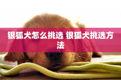 銀狐犬怎么挑選 銀狐犬挑選方法