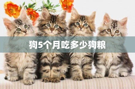 狗5個月吃多少狗糧