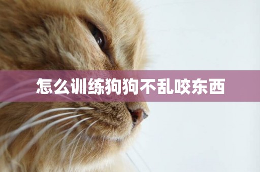 怎么訓練狗狗不亂咬東西