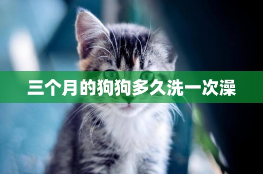 三個月的狗狗多久洗一次澡