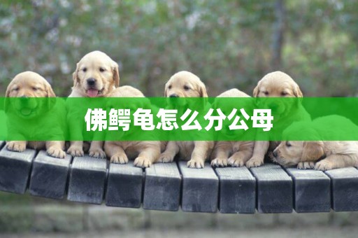 佛鱷龜怎么分公母