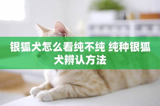 銀狐犬怎么看純不純 純種銀狐犬辨認方法
