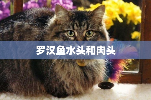 羅漢魚水頭和肉頭