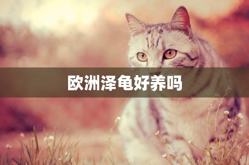 歐洲澤龜好養嗎
