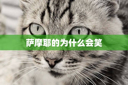 薩摩耶的為什么會笑
