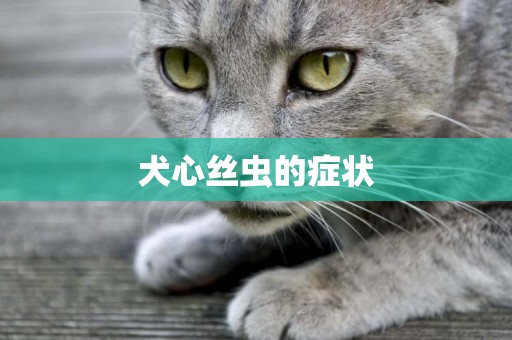 犬心絲蟲的癥狀