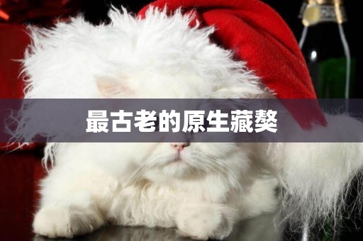 最古老的原生藏獒