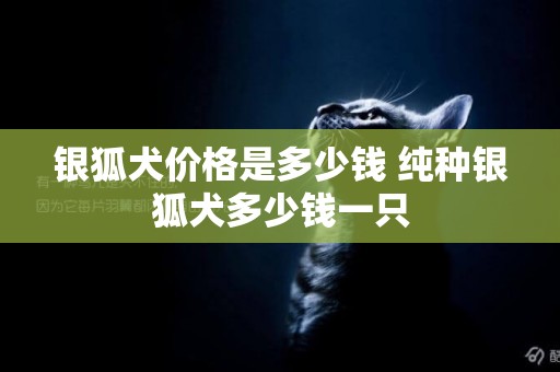 銀狐犬價格是多少錢 純種銀狐犬多少錢一只