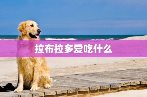 拉布拉多愛吃什么