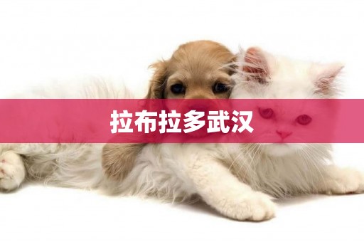 拉布拉多武漢
