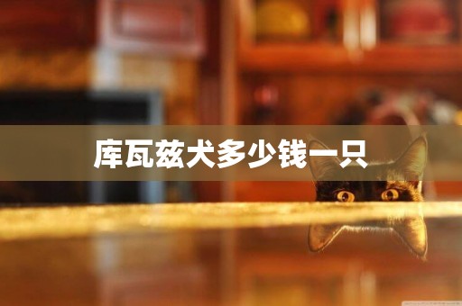 庫瓦茲犬多少錢一只