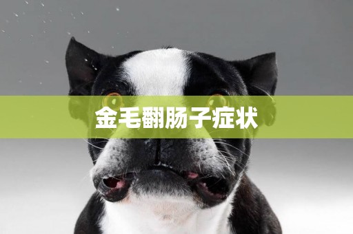 金毛翻腸子癥狀