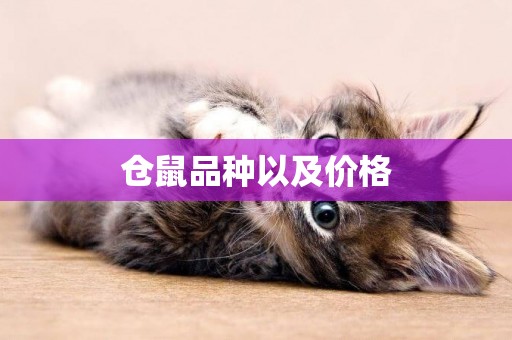 倉鼠品種以及價格