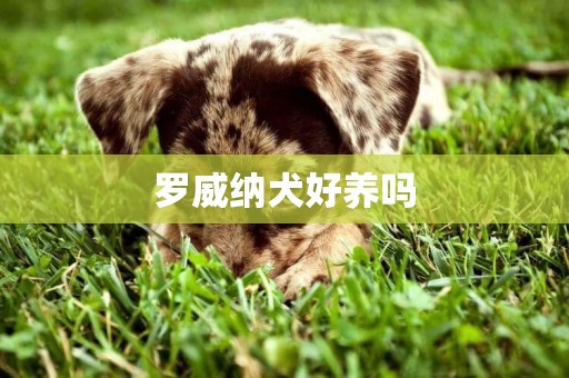 羅威納犬好養嗎