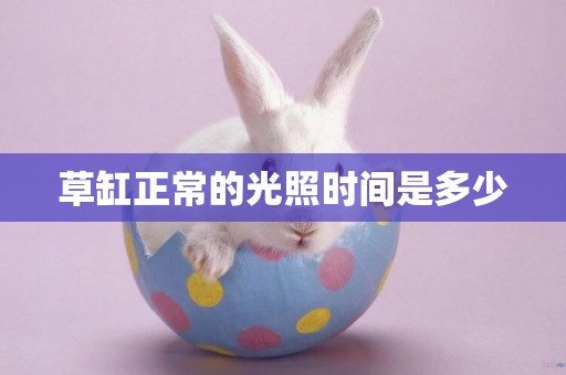 草缸正常的光照時間是多少