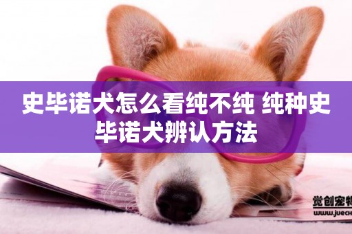 史畢諾犬怎么看純不純 純種史畢諾犬辨認方法