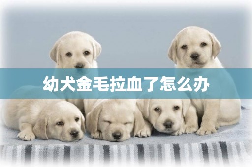 幼犬金毛拉血了怎么辦
