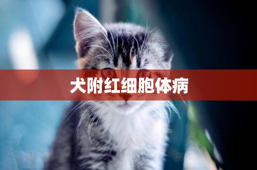 犬附紅細胞體病
