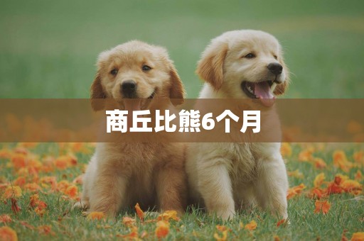 商丘比熊6個月