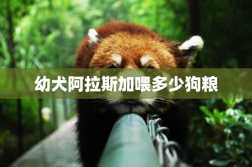 幼犬阿拉斯加喂多少狗糧
