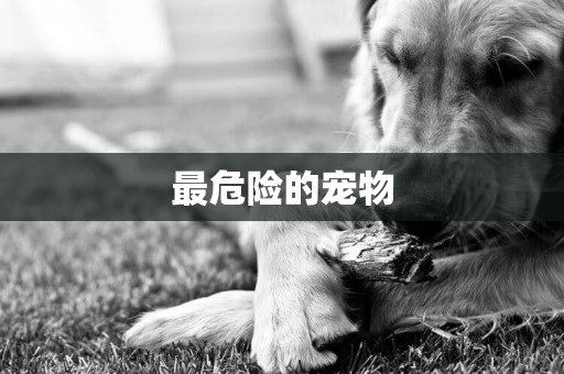 最危險的寵物