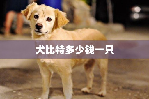 犬比特多少錢一只