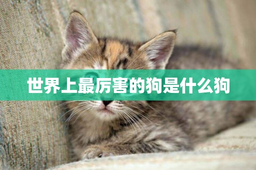 世界上最厲害的狗是什么狗