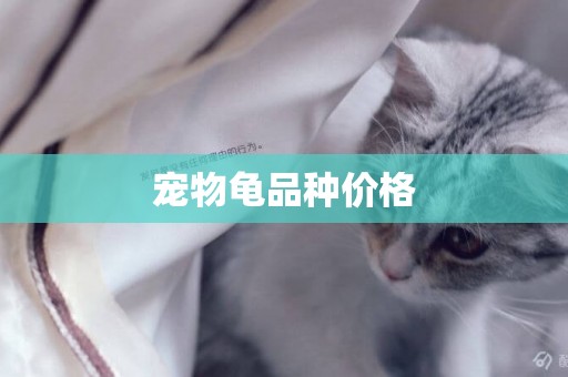 寵物龜品種價格