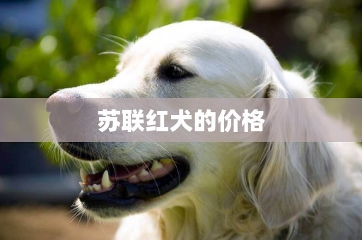蘇聯紅犬的價格